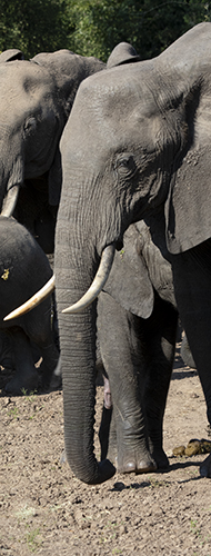 elephant